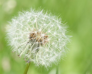 Pusteblume