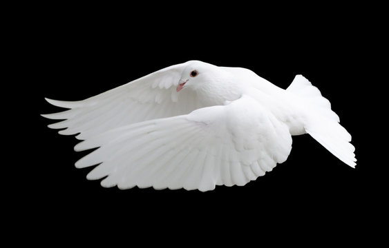 White Dove in Flight 12