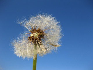 Pusteblume 1