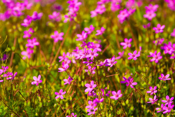 Naklejka premium dzikie kwiaty