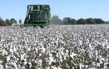 Cotton Picking