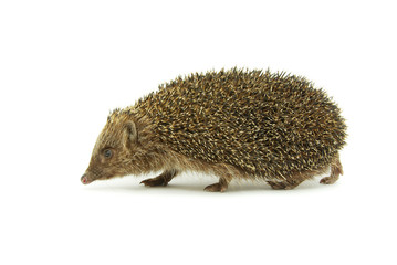 hedgehog