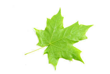 green leaf