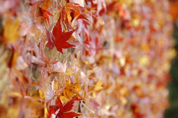 紅葉