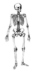 Squelette Humain - Human Skeleton
