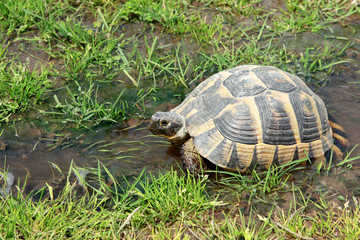 Tortoise walking in the water
