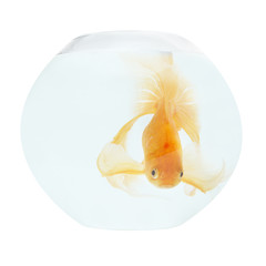 A golden fish in aquarium