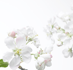 Naklejka na ściany i meble white flowers