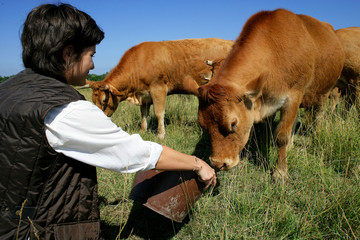 femme avec vaches dans un champ