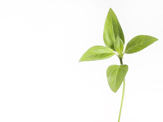 leaf