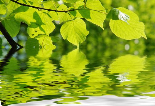 Bl&auml;tter mit Sonnenlicht und Wasser