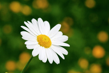 Margerite auf Wiese