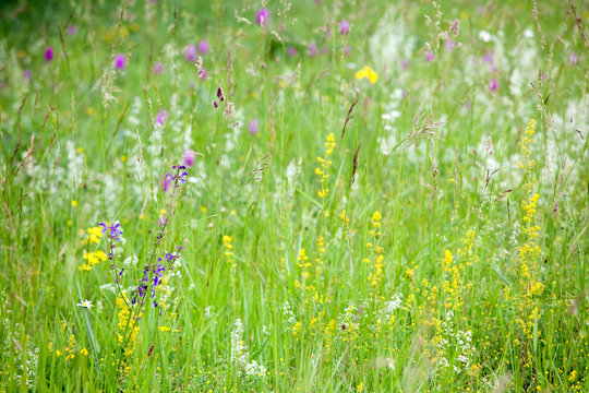 spring flowers in wild meadow