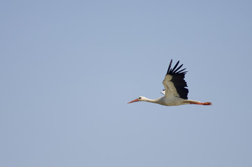 Stork