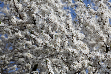 Blüten im Frühling