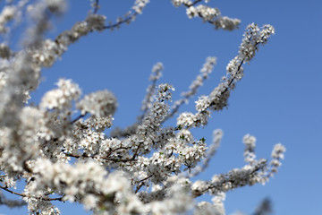 Blüten im Frühling