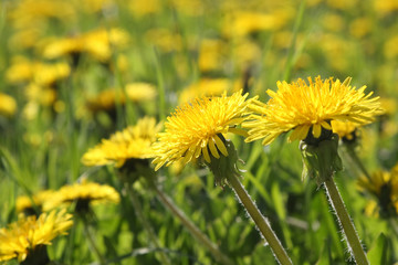 Blossoming dandelions