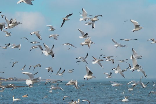Flock of seagulls