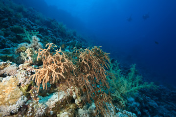 Plakat coral and fish
