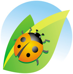 Ladybug on a green leaf