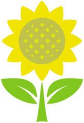 Sunflower - vector illustration