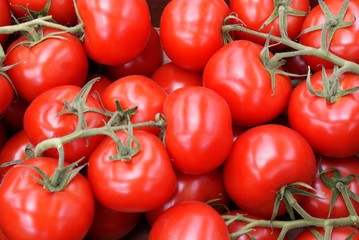 clusters of tomatoes
