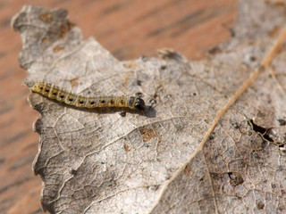 caterpillar