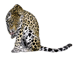 Détourage d'un jaguar se léchant une patte