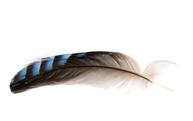single feather on white