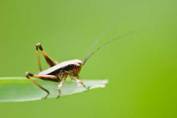 grasshopper