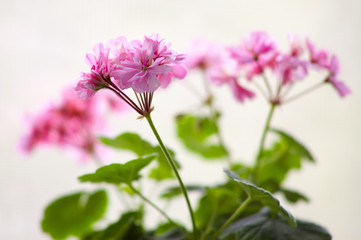 pink geranium