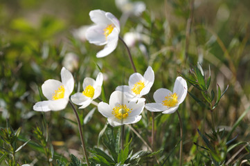 Windflower (Anemone)