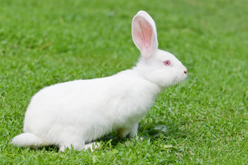 rabbit