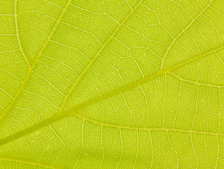green leaf part
