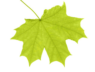 green maple leaf