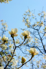 Spring Blossoms of a Magnolia