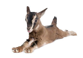 brown Young Goat lying down (3 weeks old)