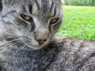 Chat rusé et zen dehors