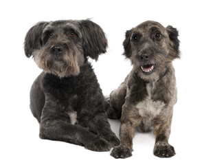 couple of bastard in front of a white background