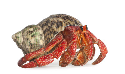 hermit crab - Coenobita perlatus - obrazy, fototapety, plakaty