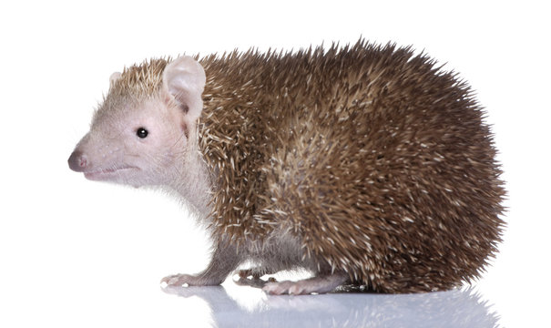 Lesser Hedgehog Tenrec - Echinops Telfairi