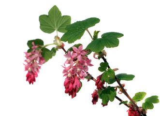 blooming currant isolated on white