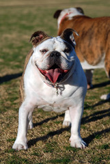 Fototapeta premium English Bulldog in park