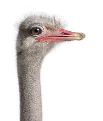 Acrylic prints Ostrich close-up on a ostrich's head