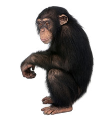 Chimpanzee 5 years old