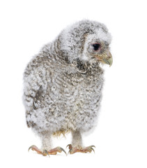 owlet- Athene noctua (4 weeks old)