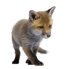 Red fox cub (6 Weeks old)- Vulpes vulpes