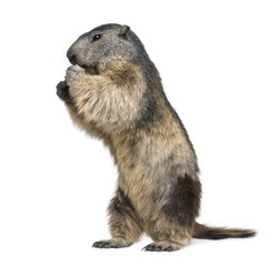 Alpine Marmot - Marmota marmota (4 years old)
