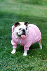 English Bulldog in pink - 14353422