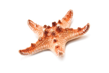 starfish